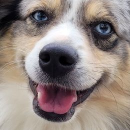 Miniature Australian Shepherds and Toy Australian Shepherds from Pleasant Grove Aussies