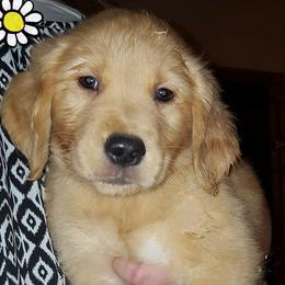 Golden Retrievers from Clark Golden Retrievers