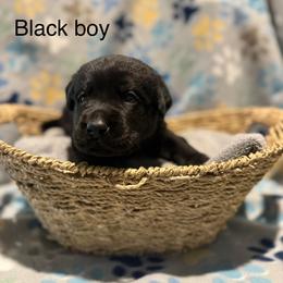 Black boy - Black male Labrador Retriever puppy in Corning, California from Raven's Labradors