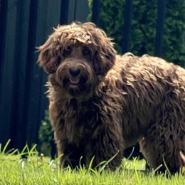 Penny - Australian Labradoodle