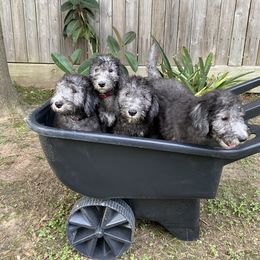 Bedlington Terrier Puppies from Dreamcatcher's Bedlingtons