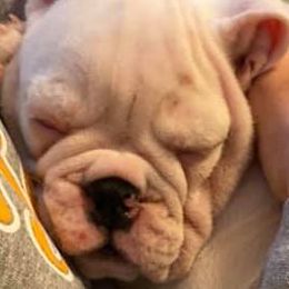 Bulldogs from Burns Bullies