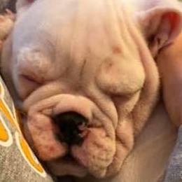 Bulldogs from Burns Bullies