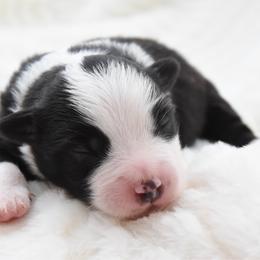 Endgame - Black male Toy Australian Shepherd puppy in Chickasha, Oklahoma from Rustic Lace