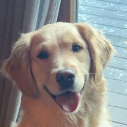 Pearl - Golden Retriever