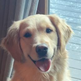 Pearl - Golden Retriever