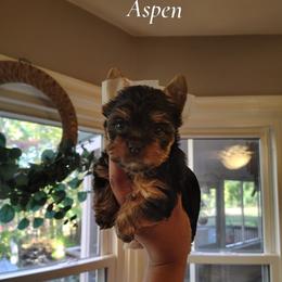 Aspen - female Yorkshire Terrier puppy in Dexter City, Ohio from Harriman's Yorkshire Terriers
