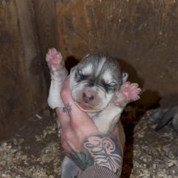 Boy 1 - Gray and white male Siberian Husky puppy in Iron River, Wisconsin from Wiemeri Siberians