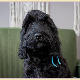 Sarge - Black male Cockapoo puppy in Connersville, Indiana from Deaz Doodle Ranch