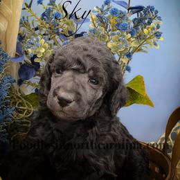 Sky - Silver female Poodle puppy in Greenville, North Carolina from Grace Poodles