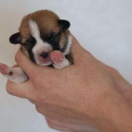 Girl 1 - Red female Pembroke Welsh Corgi puppy in Morgantown, Pennsylvania from Goldstar Puppies (License Number 18519)