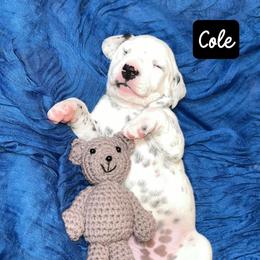 Dalmatian Puppies from Rainier DALS LUA Dalmatians of Washington