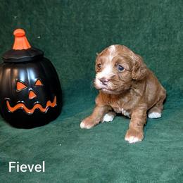 Fievel - Red and white male Cockapoo puppy in Sunset, Louisiana from Cano Cockapoos
