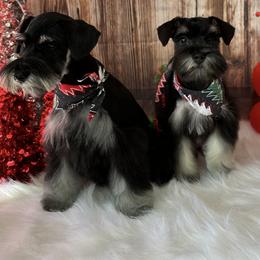 Miniature Schnauzer Puppies from JC miniature schnauzers
