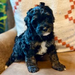 Mickey - Black phantom male Aussiedoodle puppy in Jackson, Tennessee from Dinah Doodles and Aussies