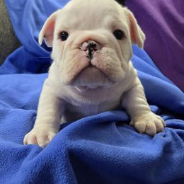 Boy Three - White male Bulldog puppy in Dublin, Georgia from Chief Bulldogs