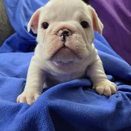 Boy Three - White male Bulldog puppy in Dublin, Georgia from Chief Bulldogs