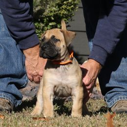 Orange Collar - Fawn female Perro de Presa Canario puppy in Pocahontas, Illinois from Cabeza Grande Kennel