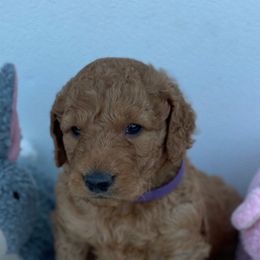 Border Collie and Goldendoodle Puppies from That’s My Doodle