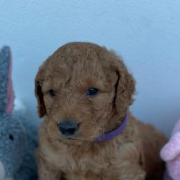 Border Collie and Goldendoodle Puppies from That’s My Doodle