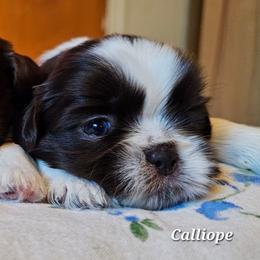 CALLIOPE - Chocolate female Shih Tzu puppy in Los Banos And Bay Area, California from Shantii's Shih Tzu's