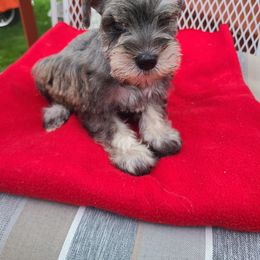 Miniature Schnauzer Puppies from Cuddle Puddles Schnauzers