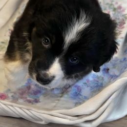 Australian Shepherd Puppies from Discovery Hill Australian Shepherds