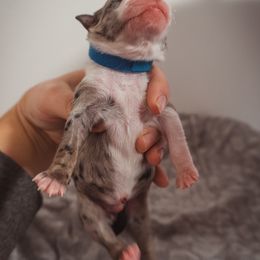 Australian Shepherd Puppies from Kelly Krew Aussies