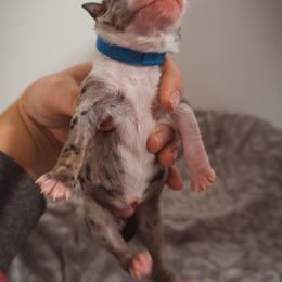 Australian Shepherd Puppies from Kelly Krew Aussies