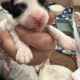 Boy 1 - Black and white male Coton de Tulear puppy in Vancouver, Washington from Uptown Cotons