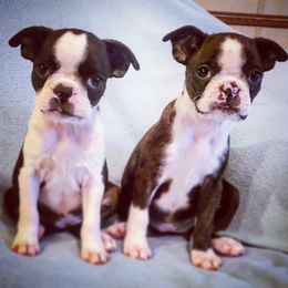 Boston Terrier Puppies from Rinehart Ranch