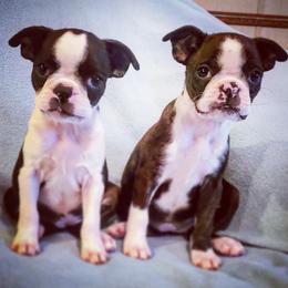 Boston Terrier Puppies from Rinehart Ranch