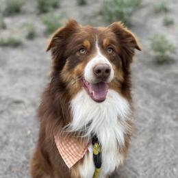 Australian Cattle Dogs, Australian Shepherds, Miniature Australian Shepherds, and Pembroke Welsh Corgis from Soqui Ortiz Cattle Ranch