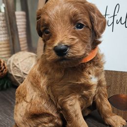 Orange male - Red  Goldendoodle puppy in Wellford, South Carolina from 4goldendoodles