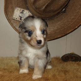 Conway - Blue merle male Miniature Australian Shepherd puppy in Elkhart, Texas from Donaldson Dogz