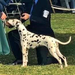 CALLIE - Dalmatian