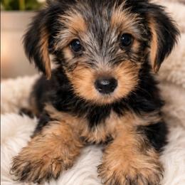 Duke - Black and tan male Yorkshire Terrier puppy in Broxton, Georgia from More Than Family