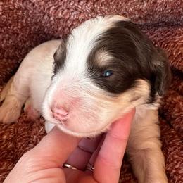 Jolene - Brown and white female Bernedoodle puppy in Scottsville, Kentucky from Barren River Bernedoodles and Poodles