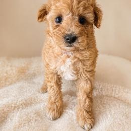Barry White-Motown - Apricot male Poodle puppy in Lancaster, South Carolina from Semone’s Poodles