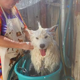 Samoyed All Grown Up from Larajus Samoyeds