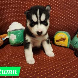 Autumn - Black and white female Siberian Husky puppy in Louisville, Kentucky from Xavier's Home for Gifted Huskies