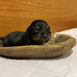 Paisley - Black and tan female Dachshund puppy in Dobson, North Carolina from Oakleys Dachshund Haven