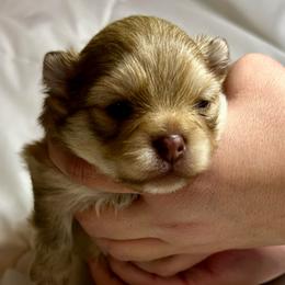 Micah - Chocolate sable male Pomeranian puppy in Springfield, Missouri from Hope Mountain Pomeranians