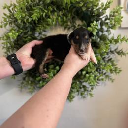 Johnathan - Black white and tan male Collie puppy in Chilhowie, Virginia from Jolly Collies