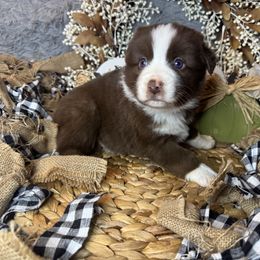 Ruby - Red tri female Miniature Australian Shepherd puppy in California from Eagle River Aussies