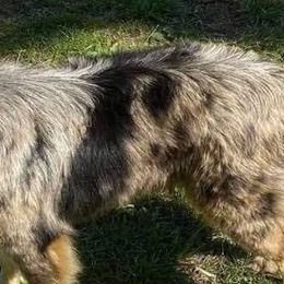 Aussiedoodles and Poodles from Jellico Creek Poodles