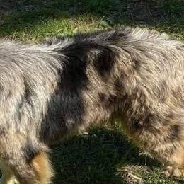 Aussiedoodles and Poodles from Jellico Creek Poodles