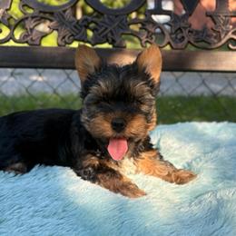 Harry - Black and tan male Yorkshire Terrier puppy in Malvern, Arkansas from Sweet as dessert puppies