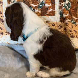 Boy 3 - Liver and white male English Springer Spaniel puppy in Tabor City, North Carolina from Big Bay Kennels LLC