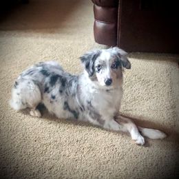 Piper - Miniature Australian Shepherd